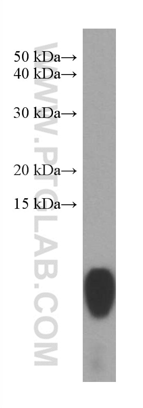 Western Blot (WB) analysis of BXPC-3 cells using S100P Monoclonal antibody (67485-1-Ig)
