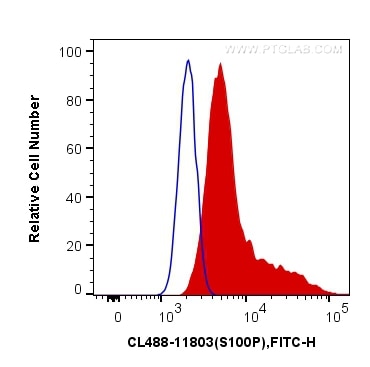 Flow cytometry (FC) experiment of HeLa cells using CoraLite® Plus 488-conjugated S100P Polyclonal ant (CL488-11803)