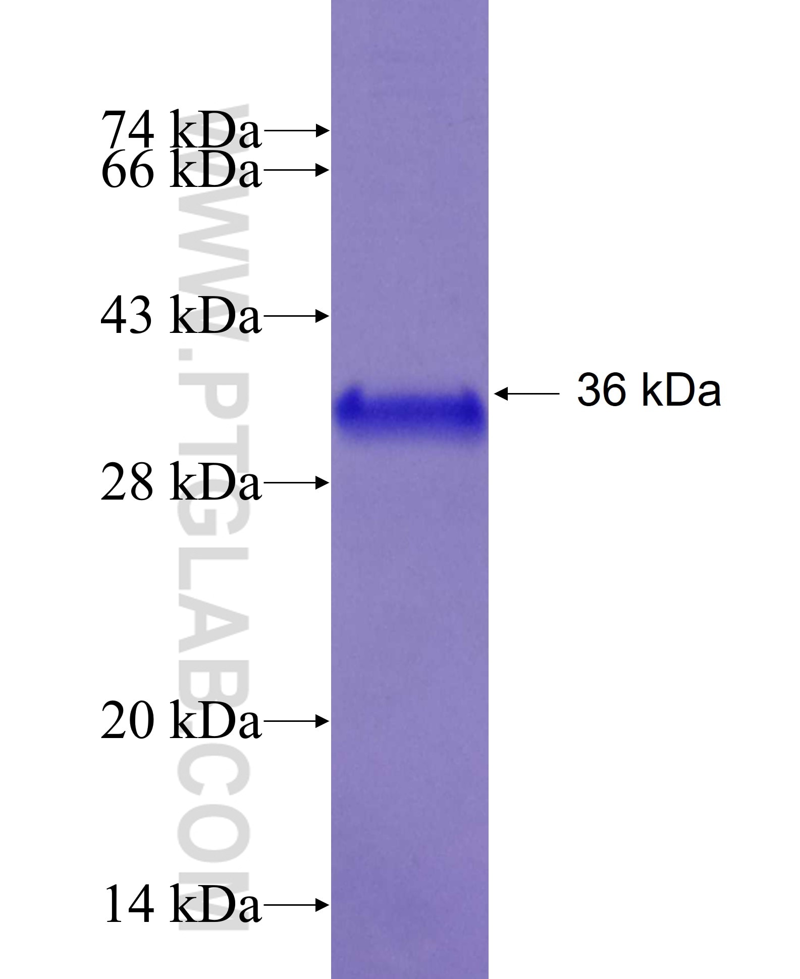 S100Z fusion protein Ag27315 SDS-PAGE