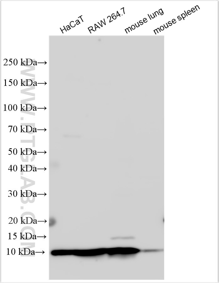 Western Blot (WB) analysis of various lysates using S100a10 Polyclonal antibody (31196-1-AP)