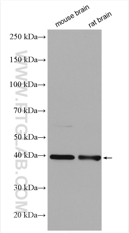 Western Blot (WB) analysis of various lysates using S1PR1/EDG1 Polyclonal antibody (55133-1-AP)