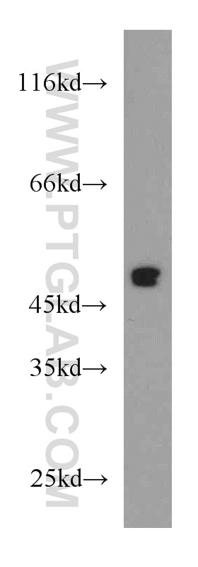 S1PR1/EDG1 Polyclonal antibody