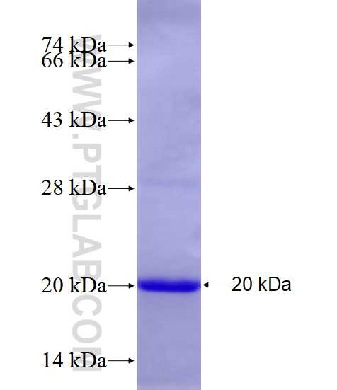 S1PR1 fusion protein Ag28083 SDS-PAGE