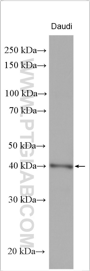 WB analysis using 21180-1-AP