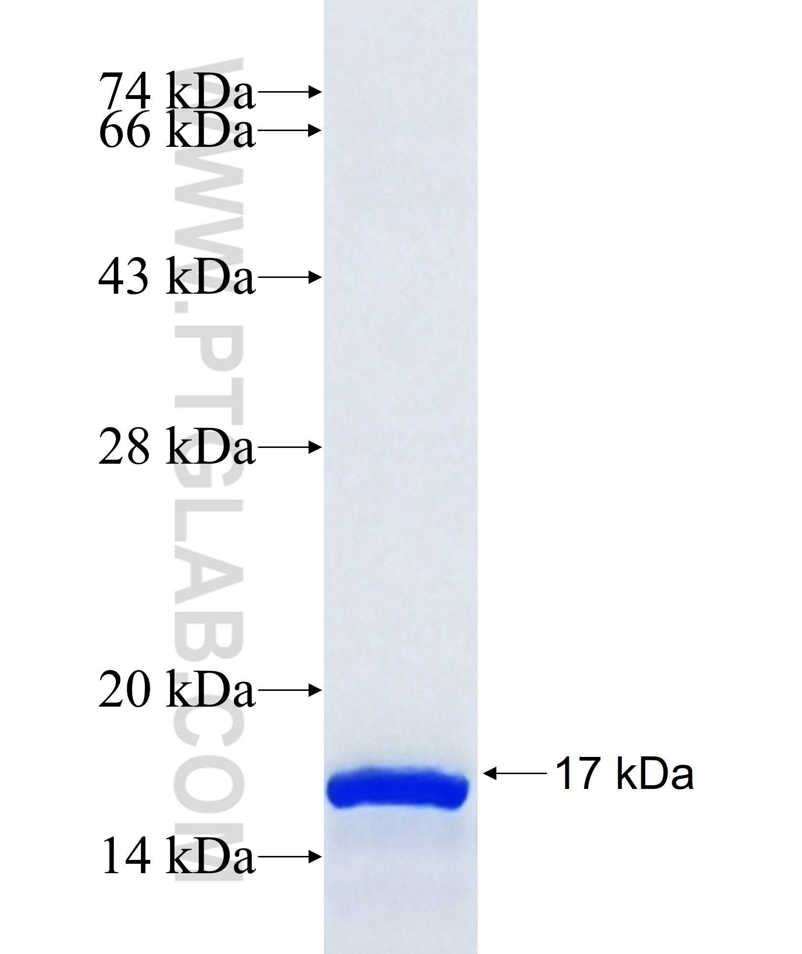 S1PR2 fusion protein Ag35059 SDS-PAGE S1PR2 fusion protein Ag35059 SDS-PAGE