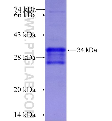 S1PR2 fusion protein Ag15470 SDS-PAGE