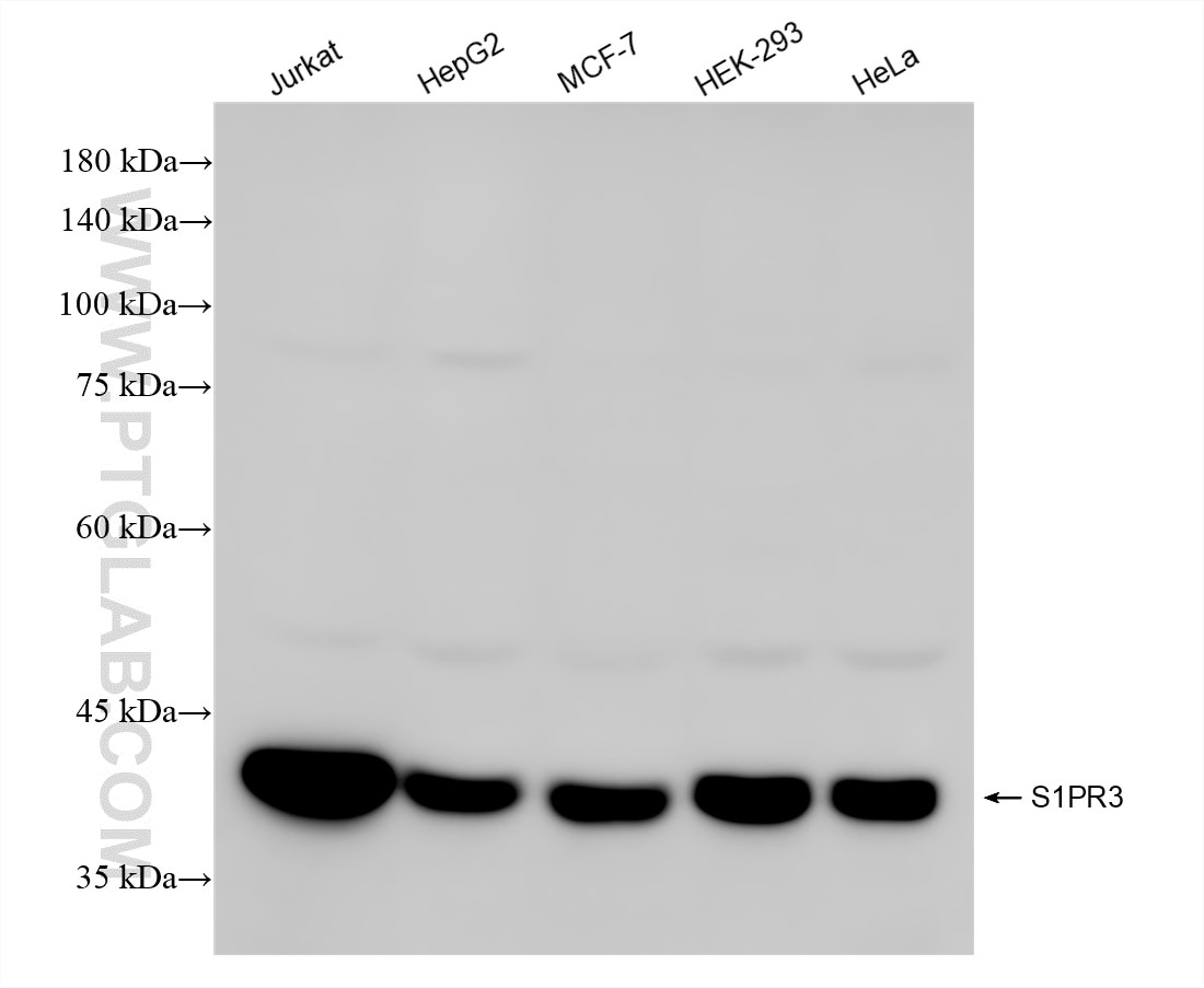 Western Blot (WB) analysis of various lysates using S1PR3 Recombinant antibody (84697-1-RR)