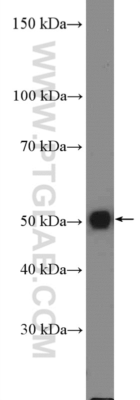 Western Blot (WB) analysis of mouse brain tissue using S1PR5/EDG8 Polyclonal antibody (13874-1-AP)