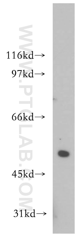 Western Blot (WB) analysis of HEK-293 cells using S1PR5/EDG8 Polyclonal antibody (13874-1-AP)