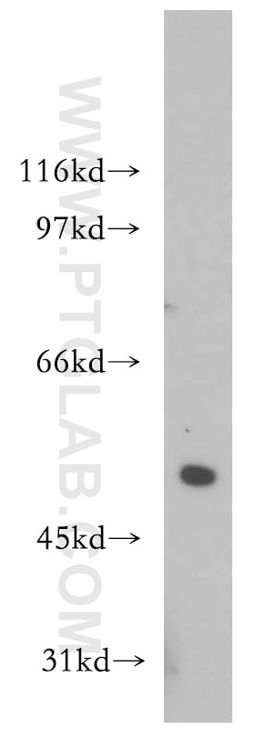 WB analysis of HEK-293 using 13874-1-AP