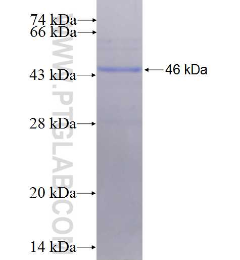 S1PR5 fusion protein Ag4928 SDS-PAGE