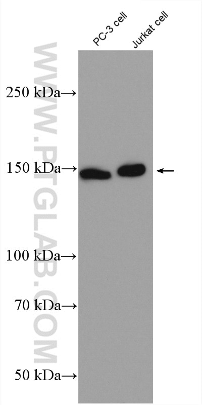 WB analysis of PC-3 using 55404-1-AP