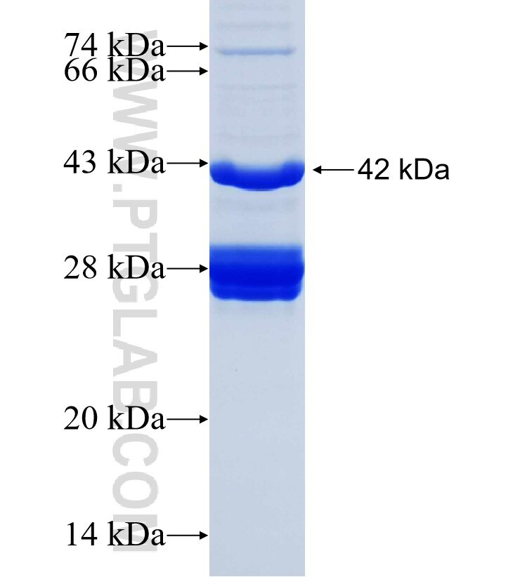 S35G3 fusion protein Ag30356 SDS-PAGE