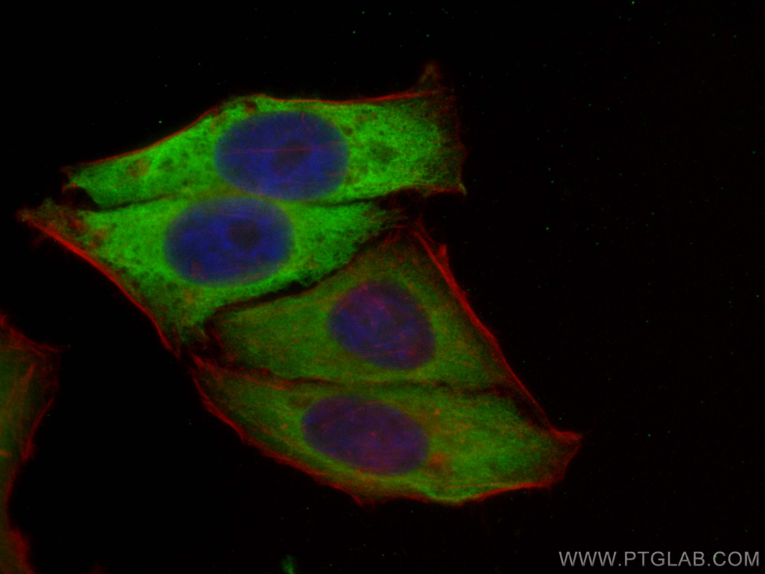 Immunofluorescence (IF) / fluorescent staining of HepG2 cells using CoraLite® Plus 488-conjugated S6 Ribosomal protein (CL488-80208)