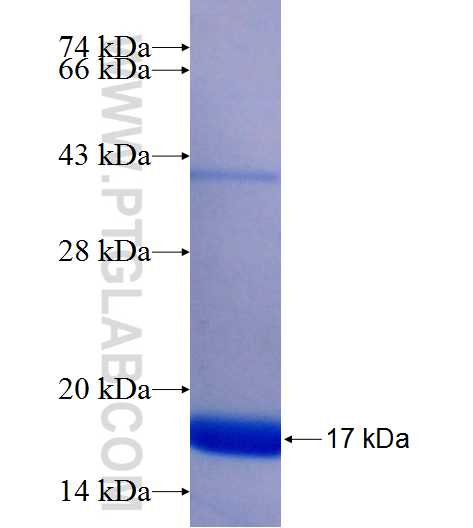 SAA1 fusion protein Ag23459 SDS-PAGE