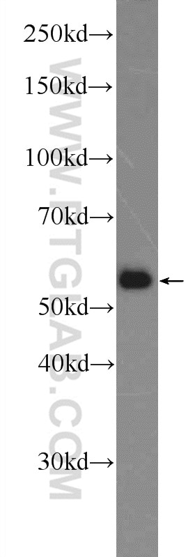 WB analysis of HepG2 using 25467-1-AP