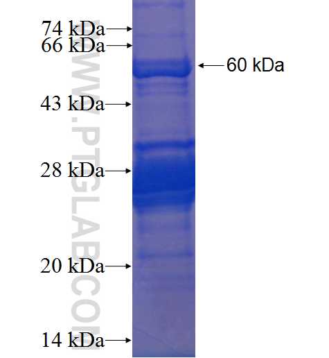 SAC3D1 fusion protein Ag23026 SDS-PAGE