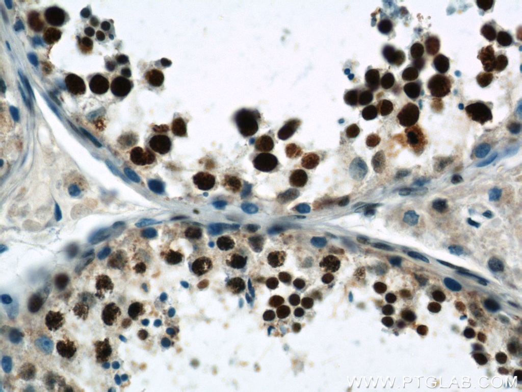 Immunohistochemistry (IHC) staining of human testis tissue using SAFB Polyclonal antibody (21857-1-AP)
