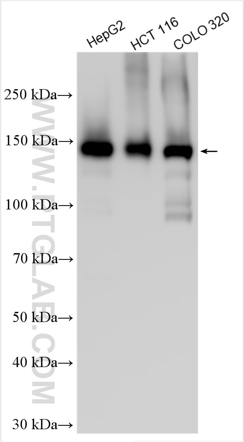 Western Blot (WB) analysis of various lysates using SAFB Polyclonal antibody (21857-1-AP)