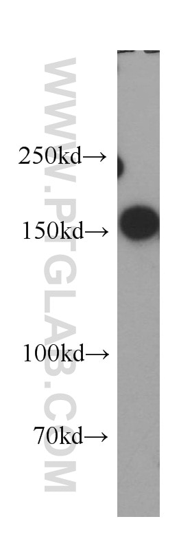 Western Blot (WB) analysis of HEK-293 cells using SAFB Polyclonal antibody (21857-1-AP)
