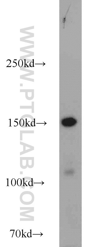 Western Blot (WB) analysis of MCF-7 cells using SAFB Polyclonal antibody (21857-1-AP)