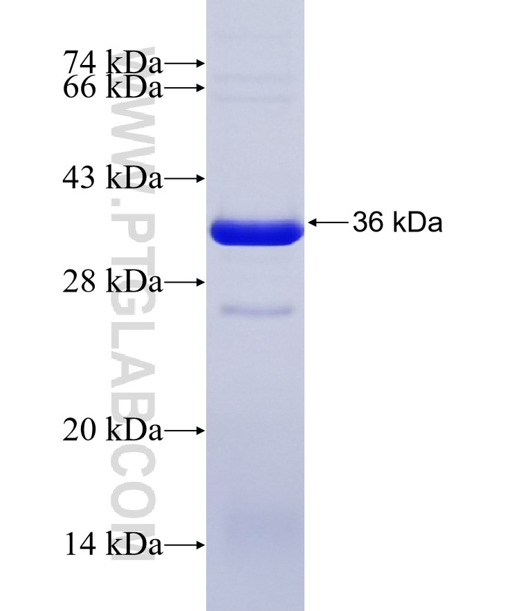 SAFB fusion protein Ag17632 SDS-PAGE