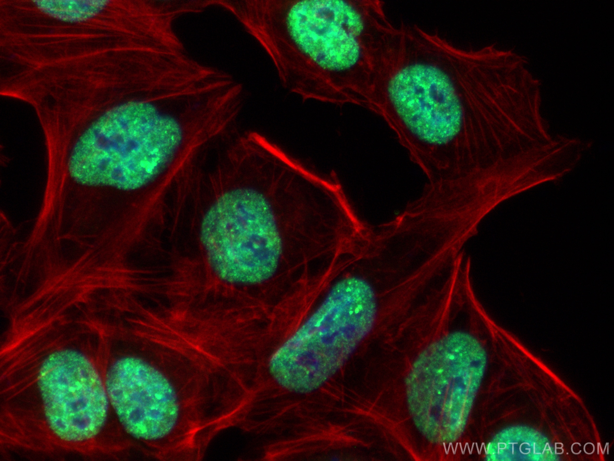 Immunofluorescence (IF) / fluorescent staining of U2OS cells using CoraLite® Plus 488-conjugated SAFB2 Polyclonal ant (CL488-11642)