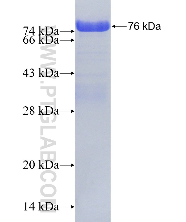 SAFB2 fusion protein Ag2230 SDS-PAGE