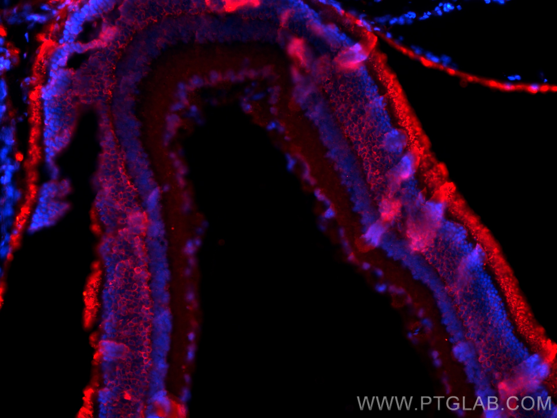 Immunofluorescence (IF) / fluorescent staining of rat eye tissue using Retinal S antigen Polyclonal antibody (23546-1-AP)