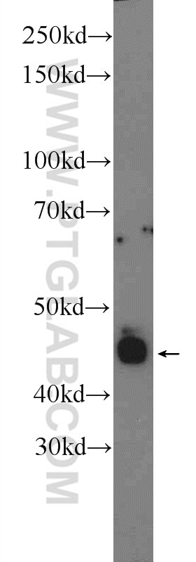 Western Blot (WB) analysis of mouse eye tissue using Retinal S antigen Polyclonal antibody (23546-1-AP)