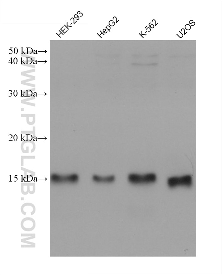 WB analysis using 68656-1-Ig