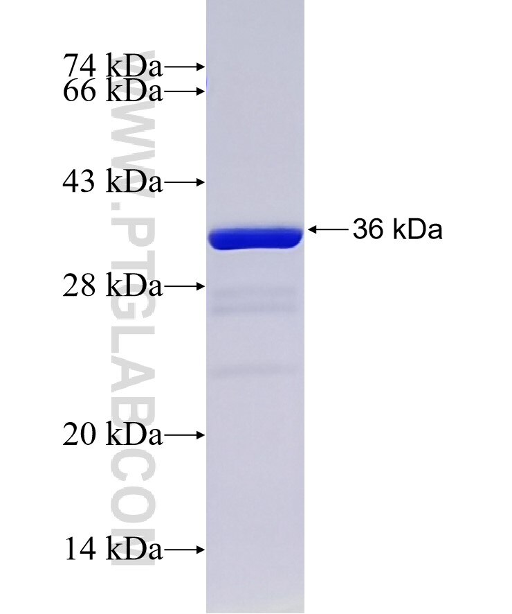 SAG fusion protein Ag20318 SDS-PAGE