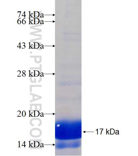 SAG fusion protein Ag20334 SDS-PAGE