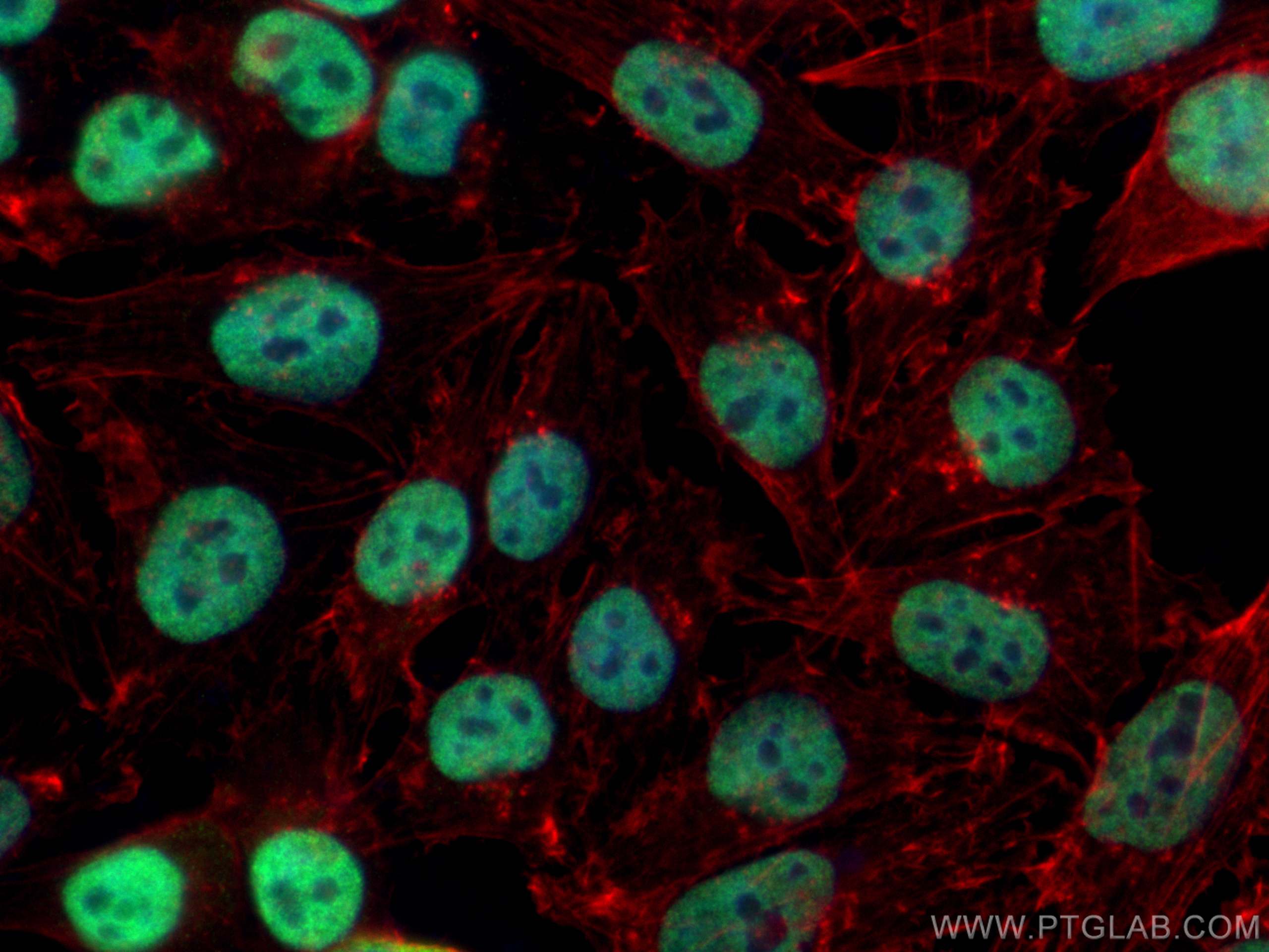 Immunofluorescence (IF) / fluorescent staining of A375 cells using SAGE1 Polyclonal antibody (30914-1-AP)