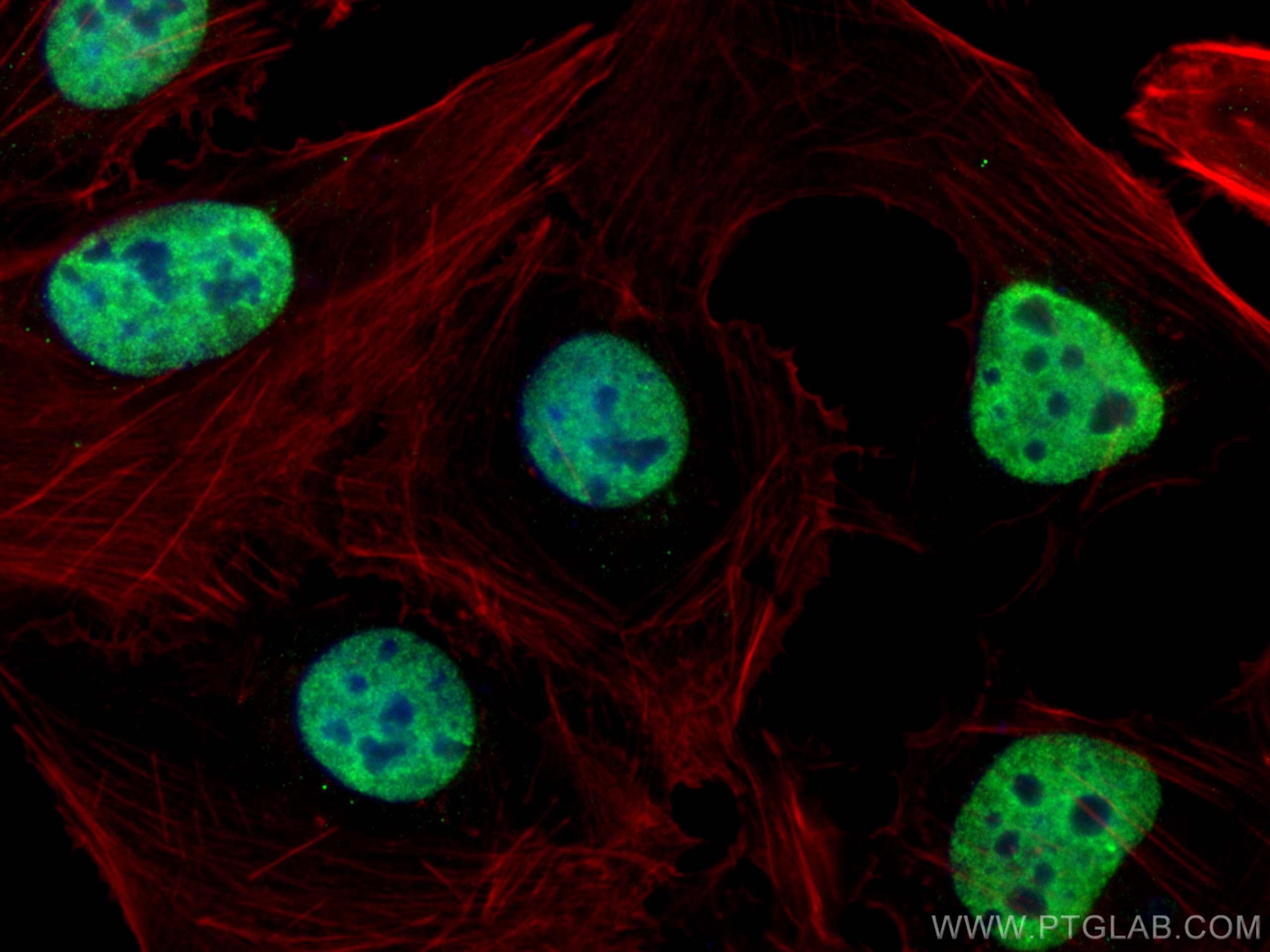 Immunofluorescence (IF) / fluorescent staining of U2OS cells using SAGE1 Polyclonal antibody (30914-1-AP)