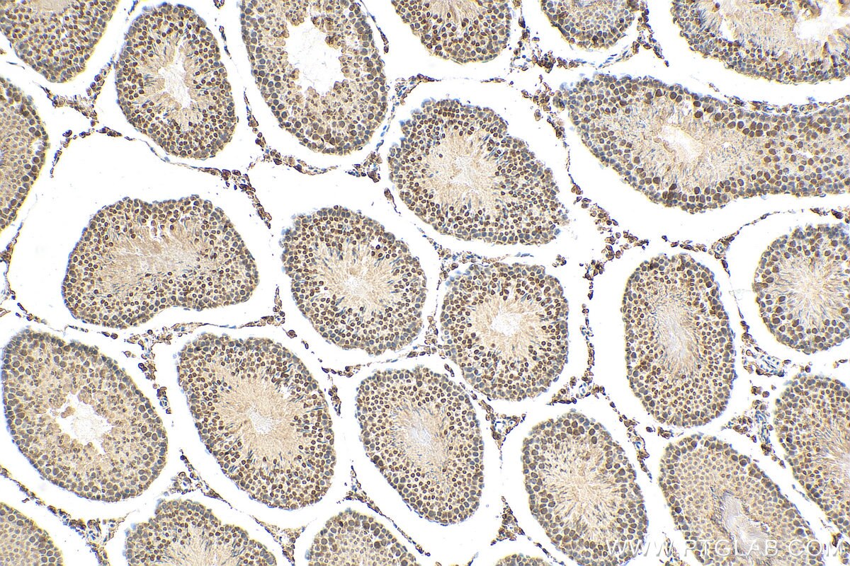 Immunohistochemistry (IHC) staining of rat testis tissue using SAGE1 Polyclonal antibody (30914-1-AP)
