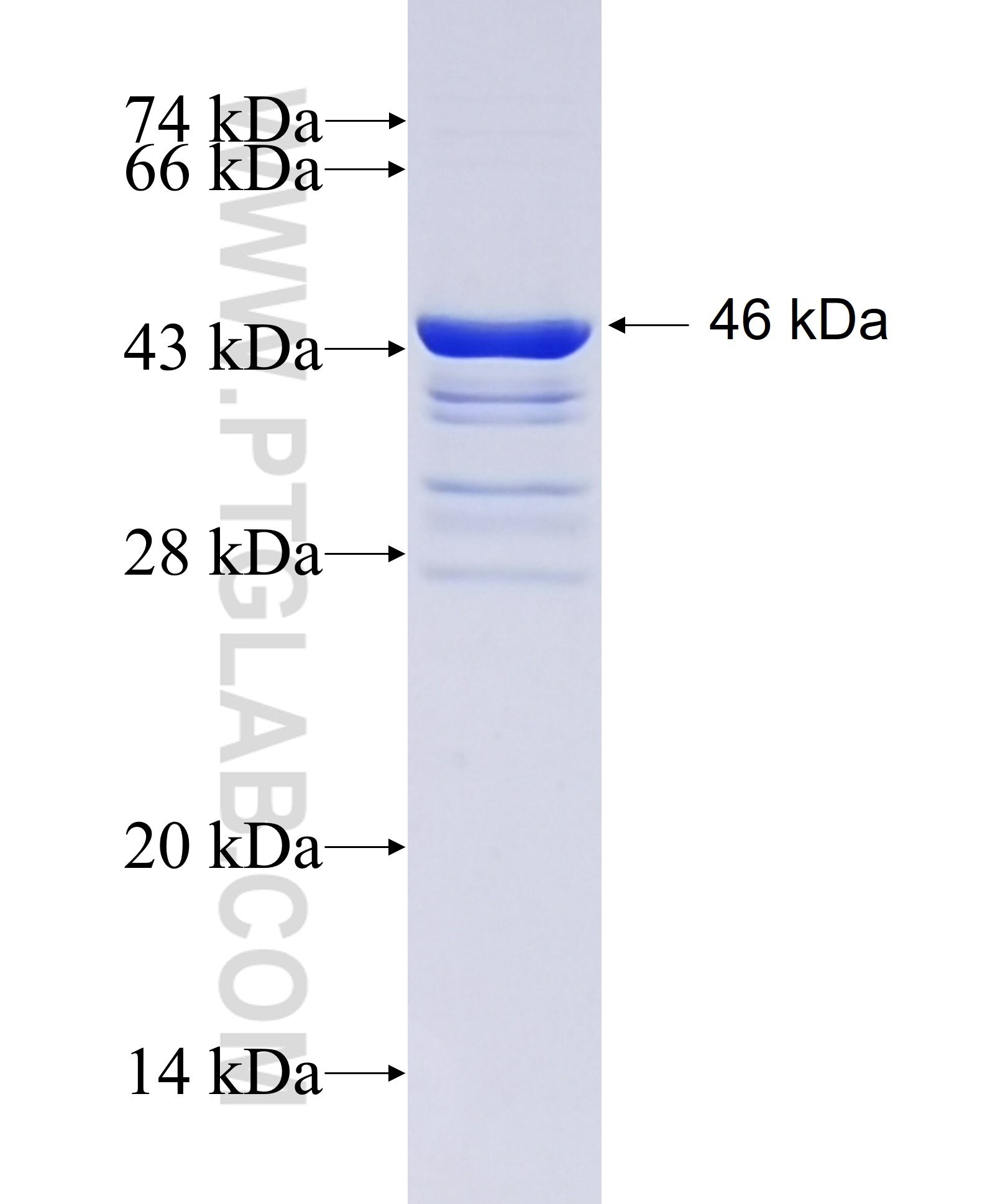 SALL1 fusion protein Ag26766 SDS-PAGE