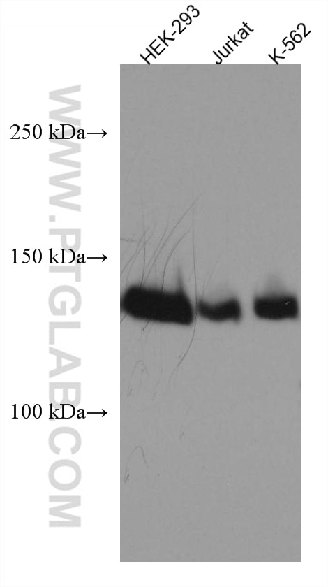 Western Blot (WB) analysis of various lysates using SALL2 Monoclonal antibody (67522-1-Ig)