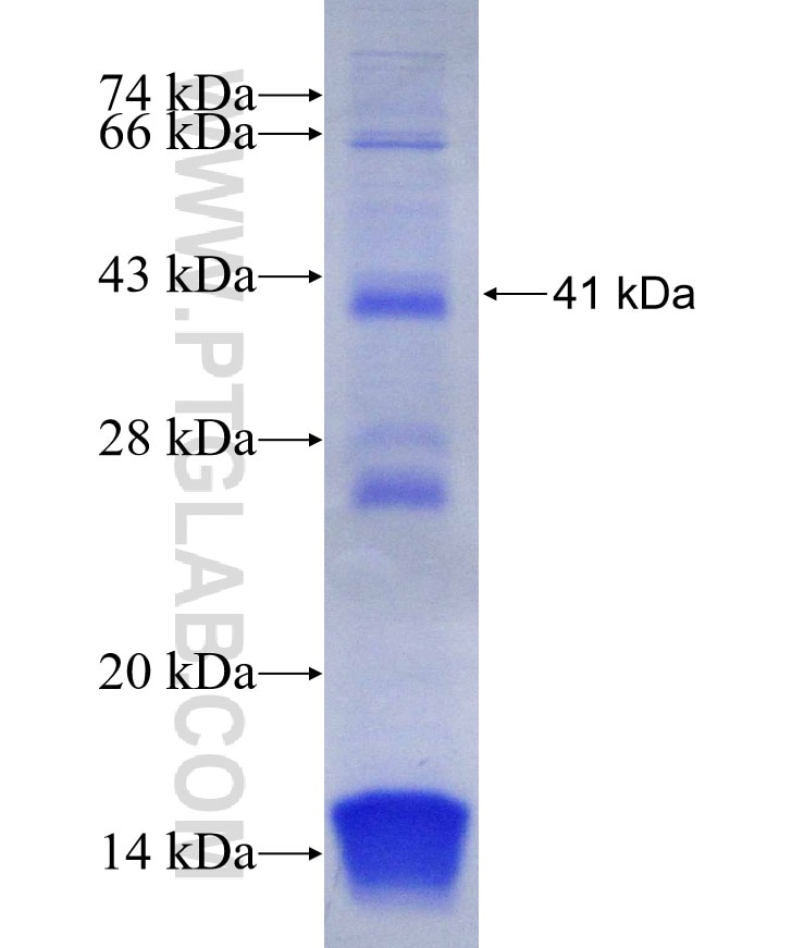 SALL2 fusion protein Ag30007 SDS-PAGE