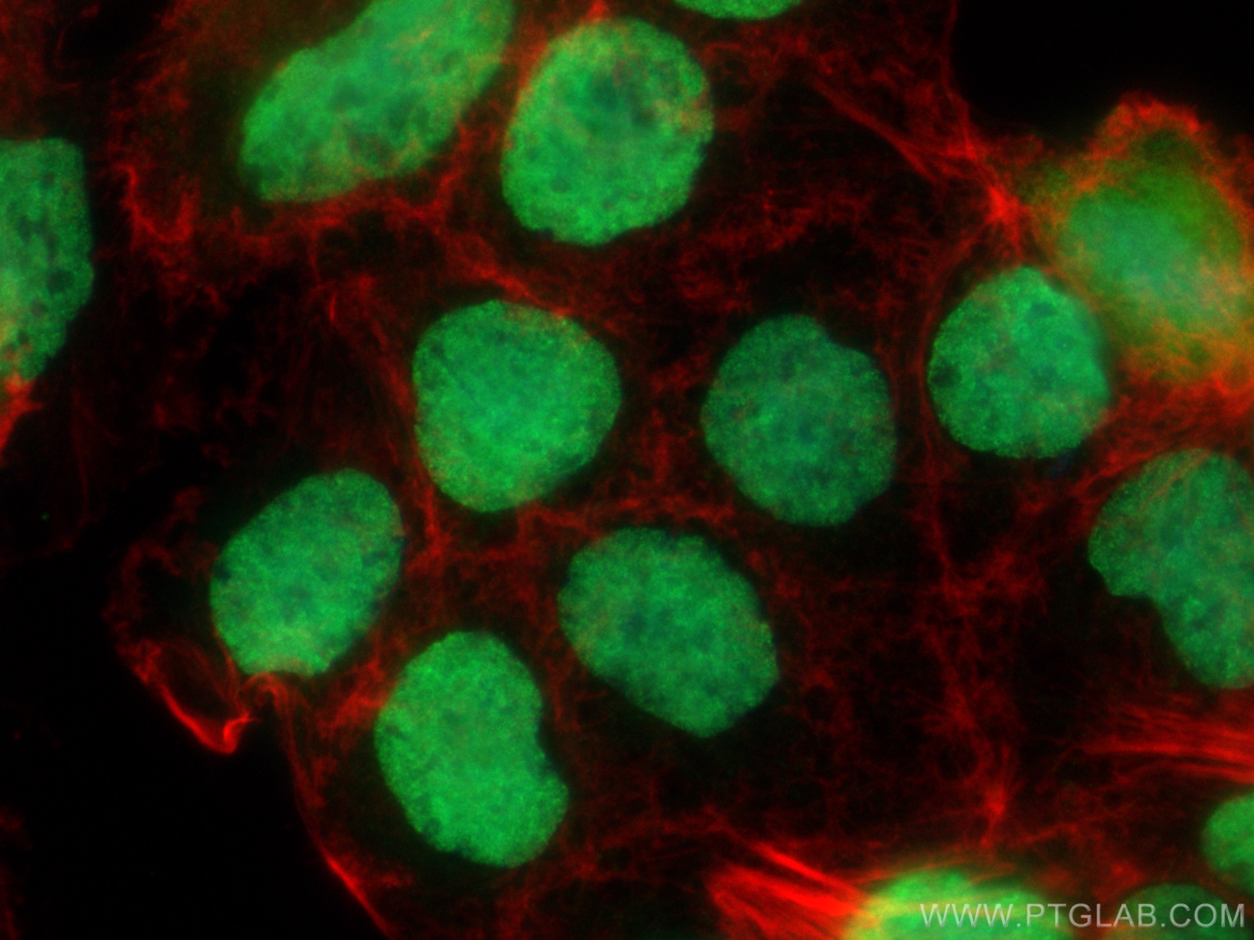 Immunofluorescence (IF) / fluorescent staining of Caco-2 cells using SALL4 Polyclonal antibody (24500-1-AP)