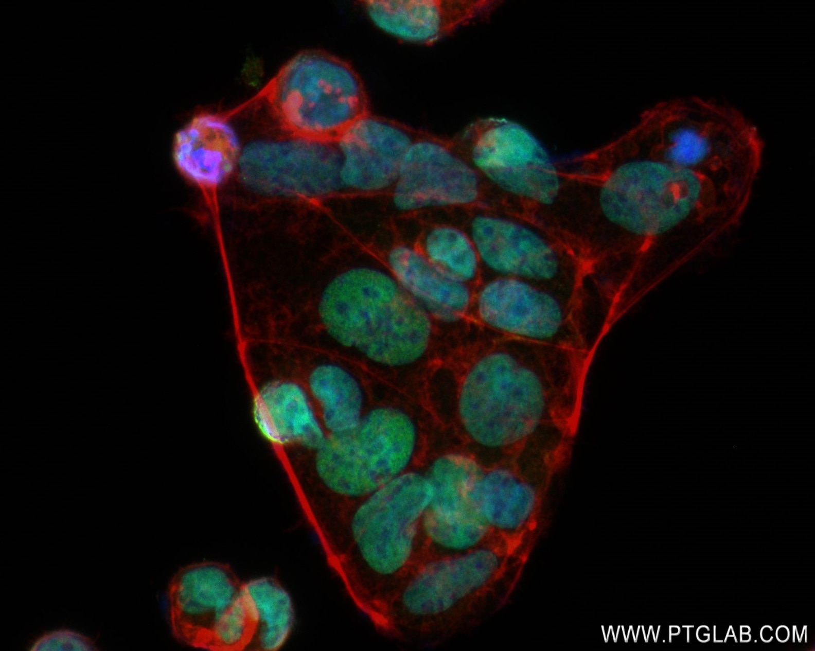 IF Staining of Caco-2 using 83039-4-RR