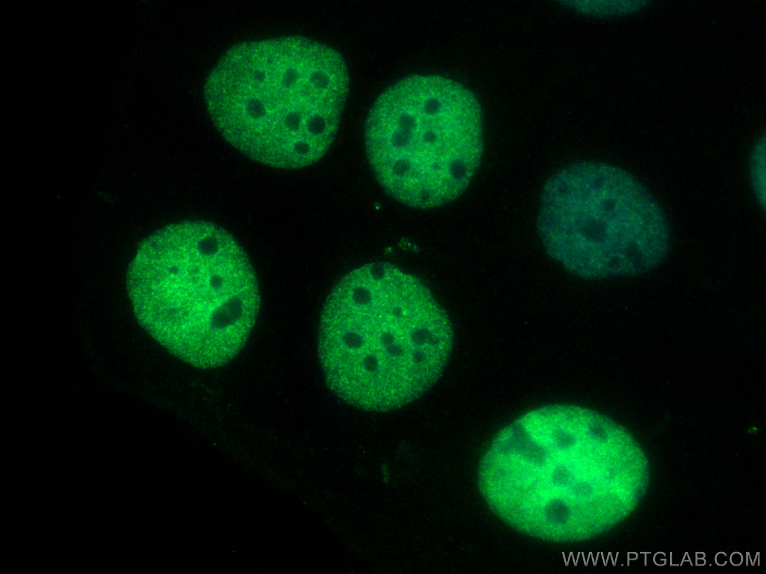 IF Staining of Caco-2 using CL488-24500