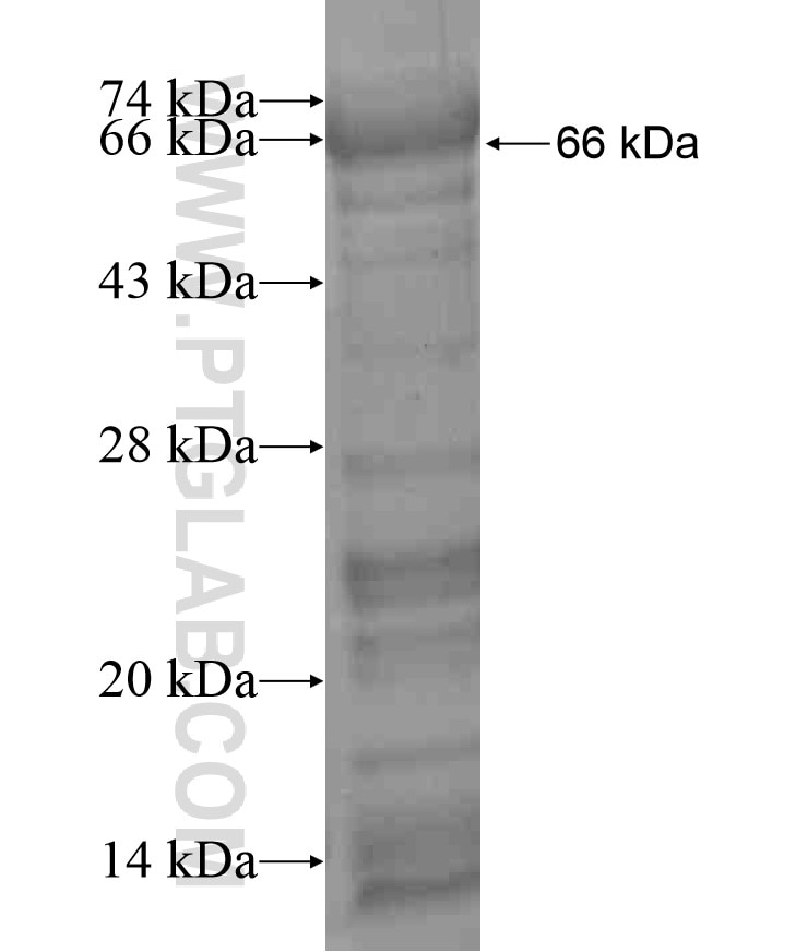 SALL4 fusion protein Ag17480 SDS-PAGE