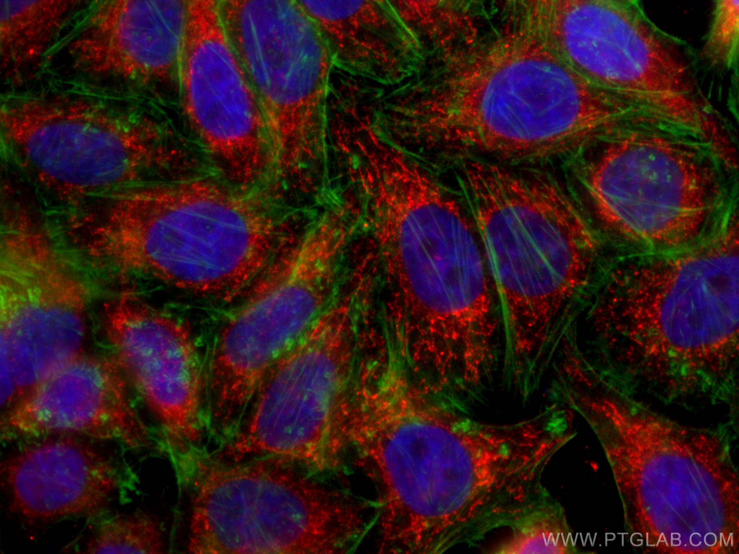 Immunofluorescence (IF) / fluorescent staining of HepG2 cells using Sam50 Monoclonal antibody (67425-1-Ig)