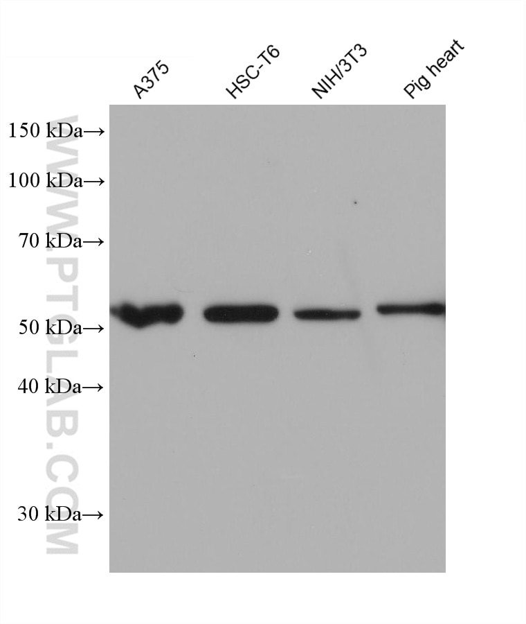 Western Blot (WB) analysis of various lysates using Sam50 Monoclonal antibody (67425-1-Ig)
