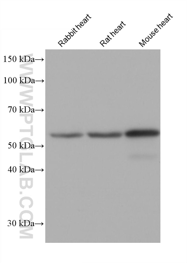 Western Blot (WB) analysis of various lysates using Sam50 Monoclonal antibody (67425-1-Ig)