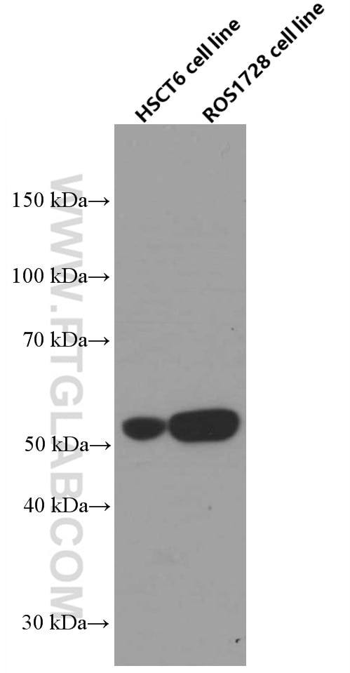 WB analysis of HSC-T6 using 66599-1-Ig