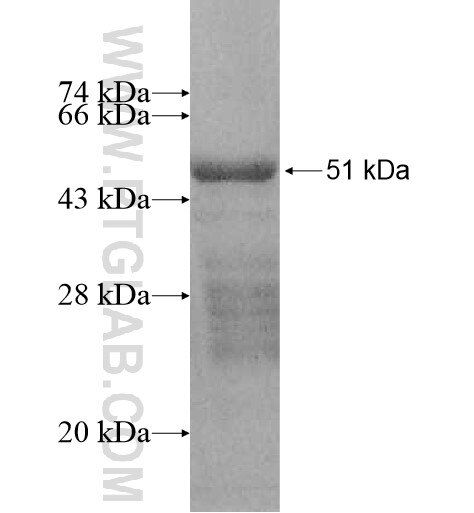 SAMD3 fusion protein Ag11303 SDS-PAGE