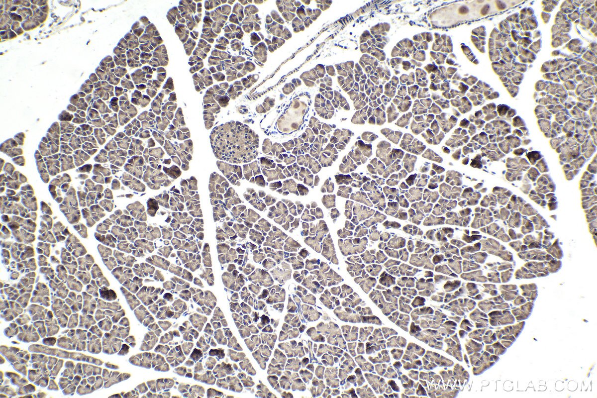 Immunohistochemistry (IHC) staining of mouse pancreas tissue using SAMD4B Polyclonal antibody (17723-1-AP)
