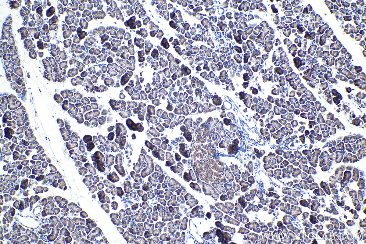 Immunohistochemistry (IHC) staining of rat pancreas tissue using SAMD4B Polyclonal antibody (17723-1-AP)